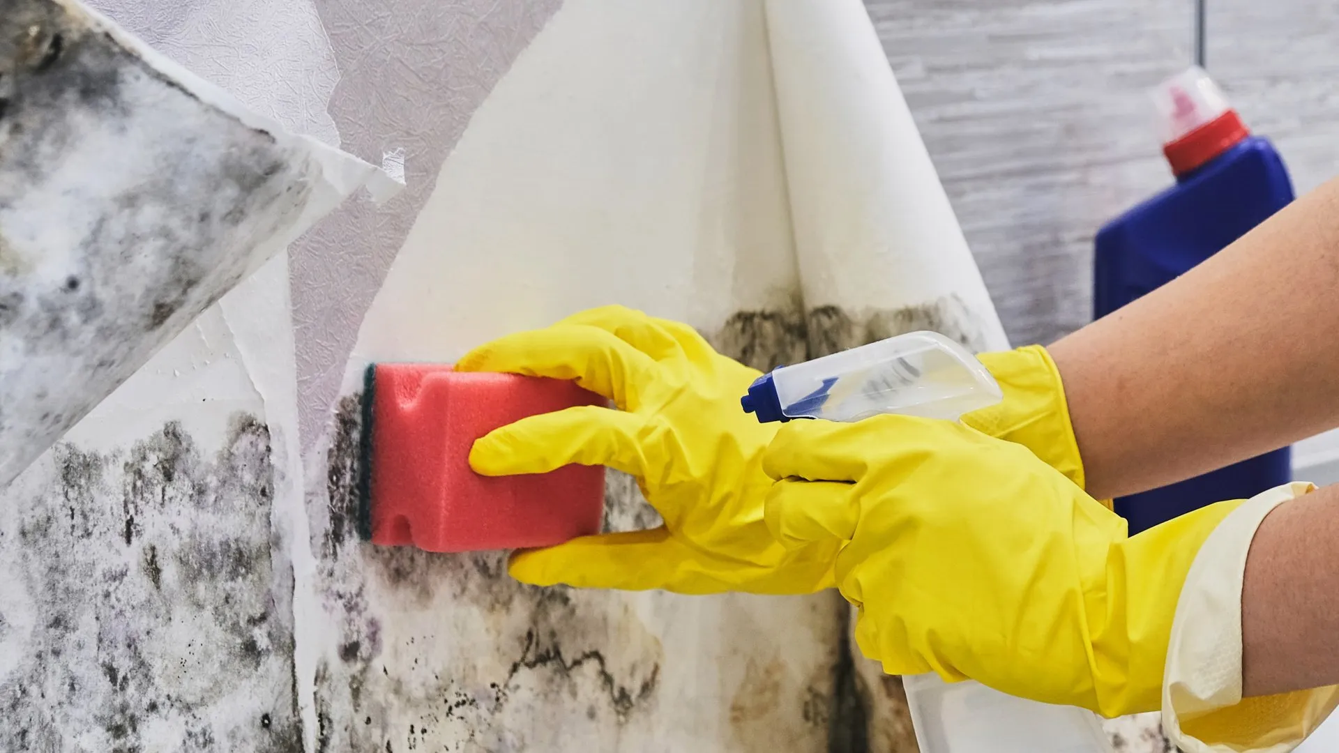 Mold cleanup service in Downey