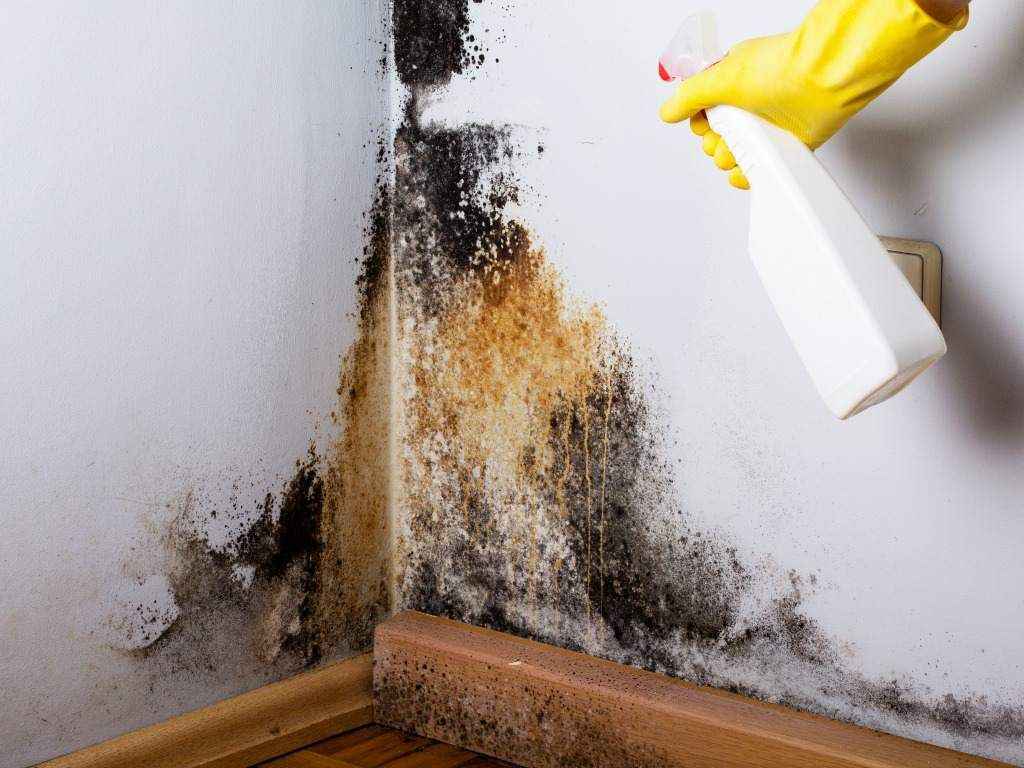 Water damage and mold restoration in Downey