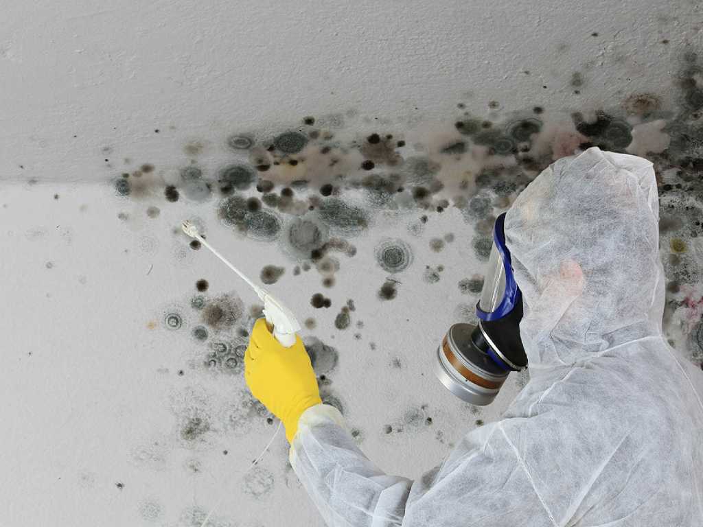 Professional mold remediation in Downey