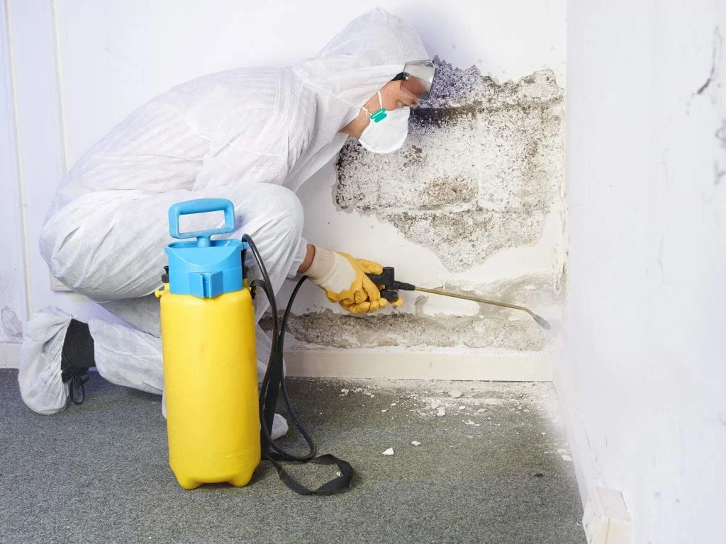 Eco-friendly mold treatment in Downey