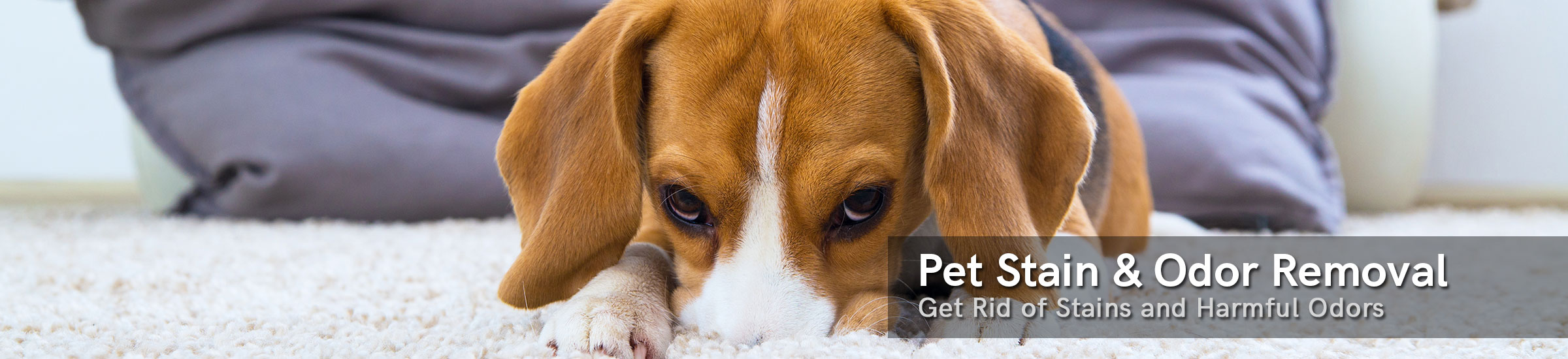 Pet stain and odor removal in Bayville, NY